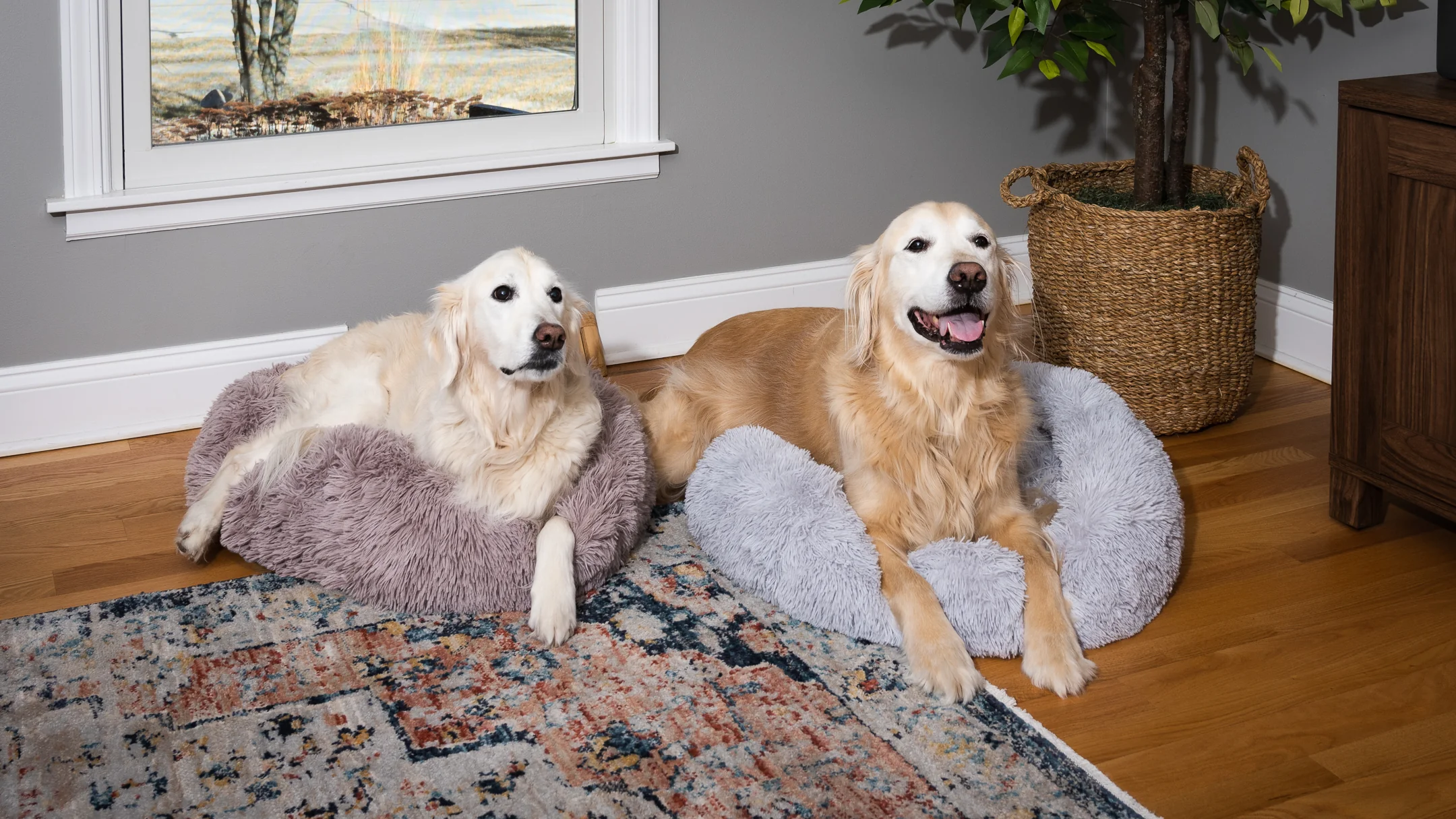 Two dogs on beds